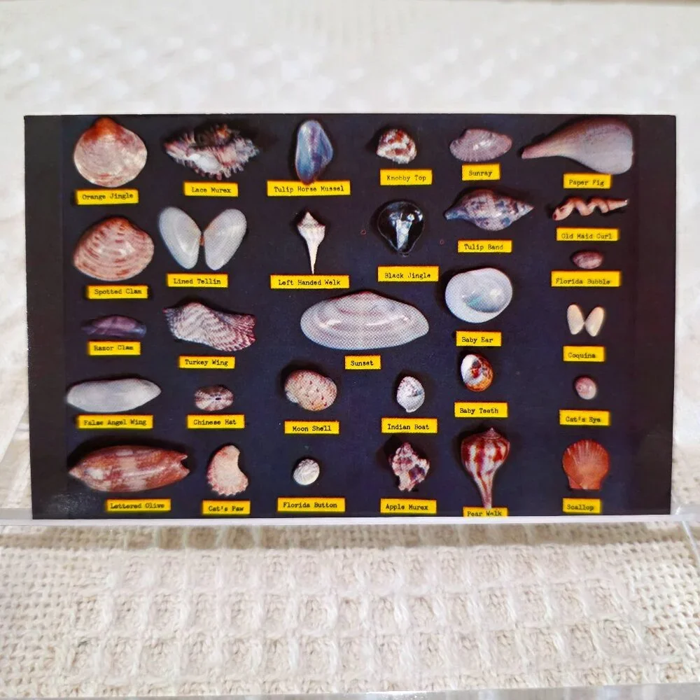 Vintage Shell Chart Waters Beaches of Florida Lusterchrome Tichnor Postcard UNP